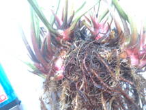 食虫植物サラセニア　レウコフィラ　10.5cmp　うⅠ　5芽_画像5