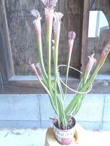 食虫植物サラセニア　レウコフィラ　9㎝鉢　あ2　2芽_画像1