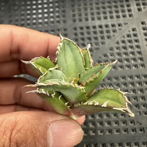 L19 希少種 台湾産 Agave titanota 大白鯊 ホオジロザメ子株 