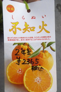 値下げ！即決1892円♪柑橘系果樹苗しらぬい・不知火 2年生株