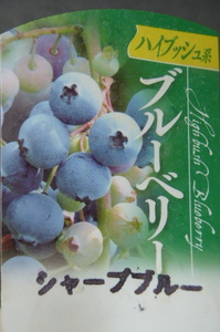 即決765円♪サザンハイブッシュ系ブルーベリー◇シャープブルー◇