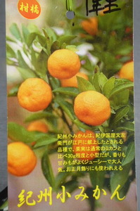 値下げ！即決1364円♪柑橘系果樹苗 ミカン 紀州小みかん 1年生株