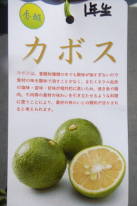 値下げ！即決1364円♪柑橘系果樹苗かぼす・カボス 1年生株