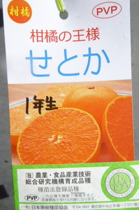 値下げ！即決1716円♪柑橘系果樹苗みかん・ミカン☆せとか1年生株