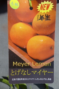 値下げ！即決1364円♪柑橘の果樹苗レモン とげなしマイヤー 1年生