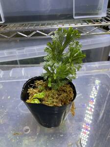 マレーシア キャメロンハイランド産 Selaginella sp. ① セラギネラ セラジネラ イワヒバ 熱帯植物 テラリウム パルダリウム