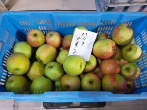 【数量限定】 青森県産 ハックナイン 訳あり 3kg 送料無料 佐川急便 【6118】