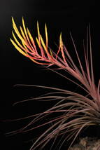 Tillandsia aff. fasciculata ティランジア　ブロメリア_画像1