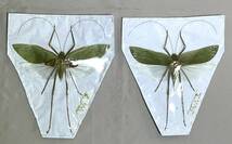 昆虫標本⑨キョジンツユムシ ペア マレーシア産 特大 海外産 野外採取 開張：22.５㎝（左）　20.5㎝（右）_画像1