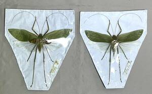 昆虫標本⑨キョジンツユムシ ペア マレーシア産 特大 海外産 野外採取 開張：22.５㎝（左）　20.5㎝（右）