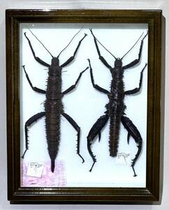 昆虫標本⑦ トゲアシフトナナフシ（♀約15㎝・♂12.5㎝） パプアニューギニア 特大 海外産 ドイツ箱 野外採取