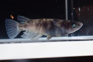  墨碧眼 スミヘキガン 大きめ稚魚5匹 ＋α めだか 改良メダカ　種親は直めだか様ご本人個体　検索 和墨　和墨三色RLF ACTⅡ交配系統