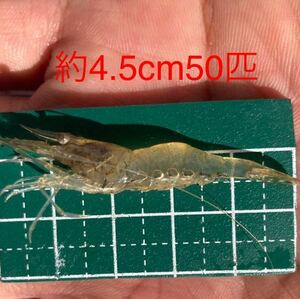 【海上釣堀・メバルに最適】約4.5cmスジエビ 50匹※北海道・沖縄・東北への発送はしておりません ★シラサエビ★活餌★シラサ