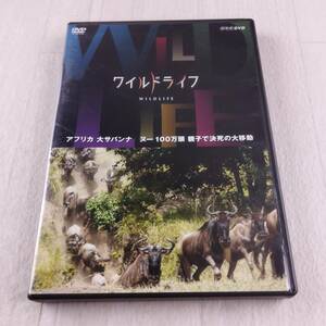 1MD2 DVD ワイルドライフ アフリカ大サバンナ ヌー100万頭 親子で決死の大移動