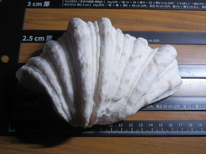 . shell 507g