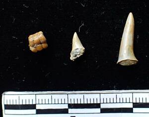 日本の化石＾サメの歯と硬骨魚類の歯の化石各種＾