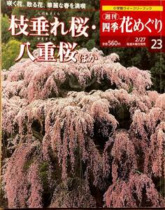 「週刊四季花めぐり23　枝垂れ桜・八重桜」　管理番号20240419