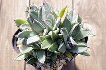 【レア種】アガベ パリー トランカータ 'ベッドオブネイルズ' Agave parryi var. truncata 'Bed of Nails' 自家繁殖苗 ※宅急便のみ_画像1