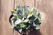 【レア種】アガベ パリー トランカータ 'ベッドオブネイルズ' Agave parryi var. truncata 'Bed of Nails' 自家繁殖苗 ※宅急便のみ_画像6