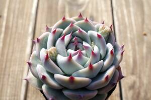 【人気種】エケベリア チワワエンシス Echeveria chihuahuaensis 原種 多肉植物 自家繁殖苗 充実株