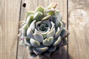 【極上品】エケベリア ミックスベリア プリンセスティアラ Echeveria 'Princess tiara' 多肉植物 おらいさん 自家繁殖苗