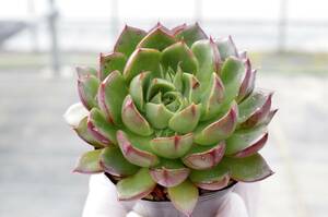 【人気種】エケベリア ミックスベリア ルビーライム Echeveria 'Ruby Lime' 多肉植物 おらいさん 自家繁殖苗