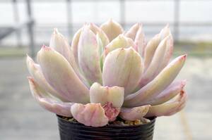 【レア種】エケベリア ルエラ錦(シルク斑) Echeveria 'Luella' f.variegata 多肉植物 根張り良好 モンスト