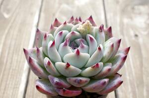 【人気種】エケベリア '桃太郎' 'モモタロウ' Echeveria 'Momotaro' 自家繁殖苗 多肉植物 