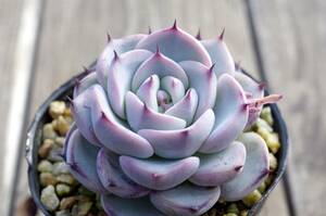 【極上品】エケベリア ミックスベリア ブルーベリームーン Echeveria 'Blueberry moon' 多肉植物 おらいさん 自家繁殖苗 