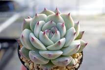 【人気種】エケベリア チワワエンシス (錦の斑抜け) Echeveria chifhuahuaensis f. variegata 多肉植物 自家繁殖苗_画像6