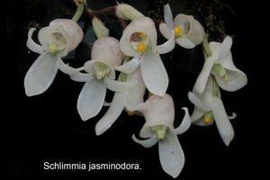 Shlimia jasminodora1 原種洋蘭 野生ラン パルダリウム 第四種郵便速達可