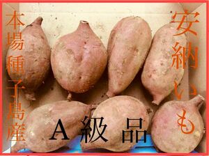 種子島産安納芋　Mサイズ1.2kg さつまいも　農薬:栽培期間中不使用