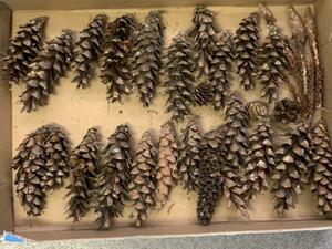 KS157 pine .......... approximately 200g