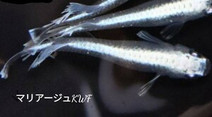 【30個＋α】マリアージュ キッシングワイドフィン 有精卵 めだか　非常に人気の品種です【 桜町メダカ】久しぶりの出品です