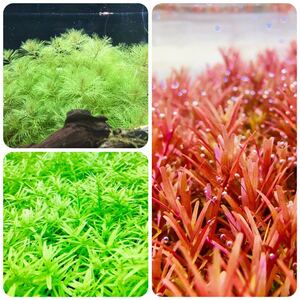  water plants set 3 kind underwater leaf less pesticide less . insect 