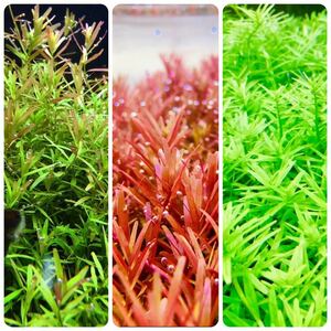  water plants set 3 kind underwater leaf less pesticide less . insect 