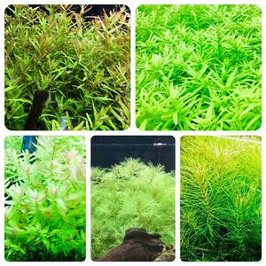  water plants set green series underwater leaf less pesticide less . insect 