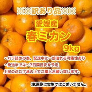 g4愛媛産春みかん 9kg〈訳あり家庭用〉