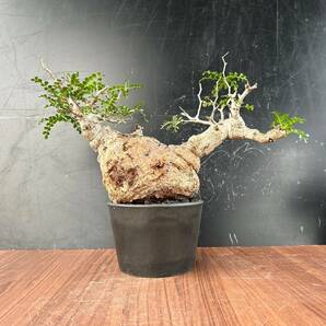 オペルクリカリア・パキプス [ Y135 ] 発根済み 塊根植物 灌木植物 コーデックス 現地球の画像10
