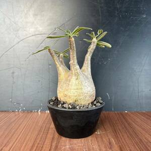 パキポディウム グラキリス [ Y154 ] 発根済み　塊根植物　灌木植物　コーデックス　現地球