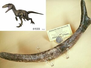 化石 ディノニクス・ラプトルの肋骨 レア品！博物館級 恐竜 標本 化石 鉱物 観賞石 銘石 原石 鉱石 中生代白亜紀 水石 インテリア 石