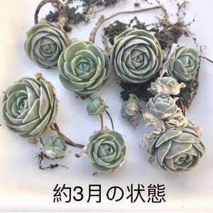 子持つ蓮華 