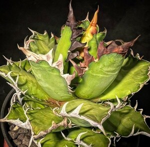 A787多肉植物アガベ チタノタ Agave titanota ‘烈’ インドネシア 子株