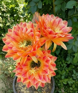 HJ320希少 花サボテン大輪花 交配種 flame カキ仔(1個) 4cm