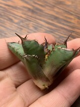 A214多肉植物アガベ チタノタ Agave titanota ‘鯊魚剣’ 強棘 狂刺 子株_画像7