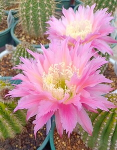 hj411希少 花サボテン大輪花 交配種 Pink feather 4cm