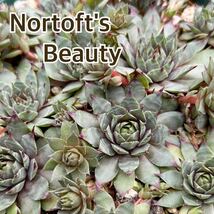 5.【Nortoft 's Beauty 】1cm×2センペルビウム Sempervivum 多肉植物_画像1