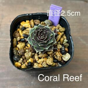 8.【Coral Reef】Jovibarba heuffelii ジョビバルバ ヒューフェリー 多肉植物 