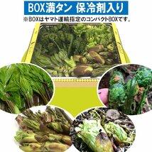 【早期予約に限り100円引】【保冷剤入り】[新潟魚沼産] 豪雪地帯天然山菜４種「コシアブラ・たらの芽・こごみ・ふきのとう」/ 約500g_画像1