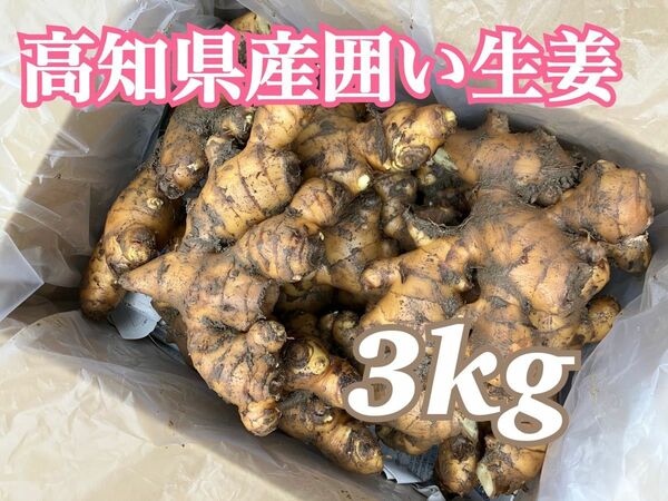 高知県産囲い生姜　3kg 